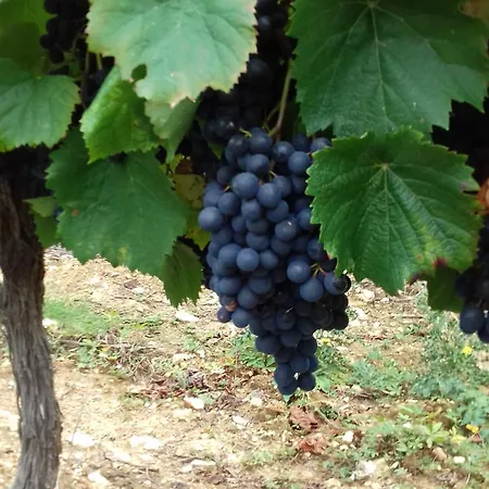 Ancienne Forge Restauree Et Piscine * Sauzet (Lot)