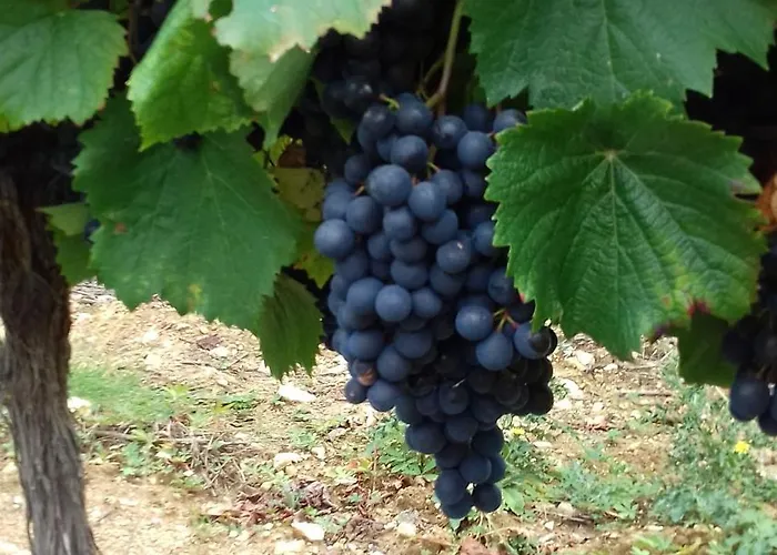 Ancienne Forge Restauree Et Piscine * Sauzet (Lot)